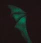 Preview: The Night With Ohr Clip Ohrring Fledermaus - Alchemy Gothic - Fluoreszierend