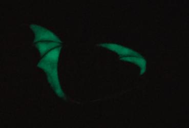 The Night With Ohr Clip Ohrring Fledermaus - Alchemy Gothic - Fluoreszierend