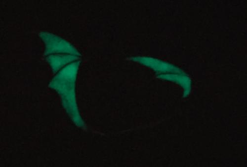 The Night With Ohr Clip Ohrring Fledermaus - Alchemy Gothic - Fluoreszierend